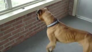 Dog Scared by leaf