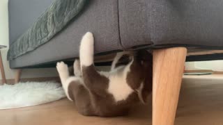 Kitten On A Mission Races Around Under Bed