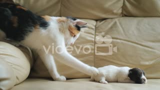 Cat Plays With A Newborn Puppy