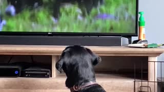 Fred loves TV