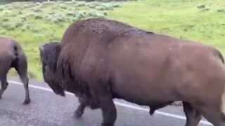Wild bissons passing through a road