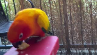 Parrot has his first playdate