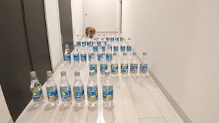 Doggo's Attempt Bottle Maze
