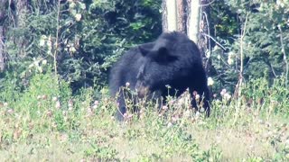 Black Bear Bear Baby Yukon Baby Bear