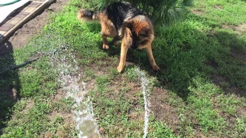 a dog plays with water