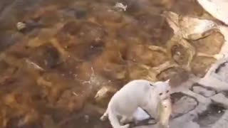 CAT CATCHING FISH FROM RIVER