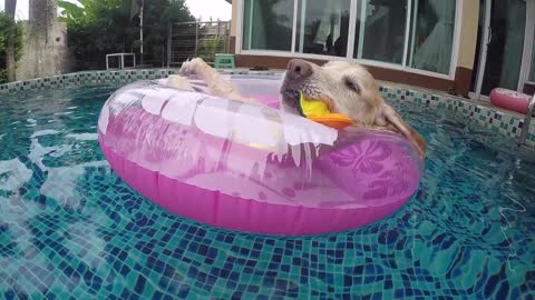 Golden Retriever chills on tube in pool