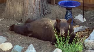 Teenage Bear All Stretched Out Having a Snack