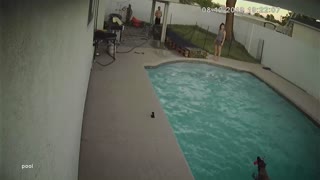 Dog Wipes out Diving into Pool