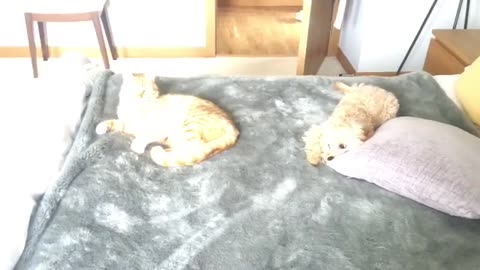 Golden Dogy Trying to Play With Cat