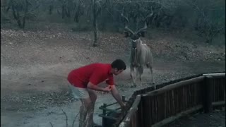 Man fearlessly hand-feeds wild kudu at South African nature reserve