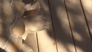 Huge tortoise chases barking corgi puppy