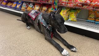 Service Dog: Public Access Shopping During Covid-19