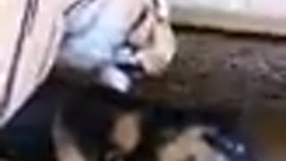 Fake Tiger Prank Dog, Sleeping Dog Funny Reaction