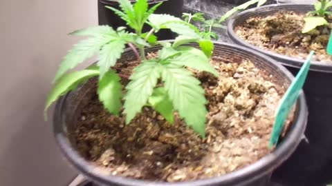 AardVarks Marijuana Grow Show - Cannabis Breeding Project