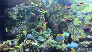 colorful fish in the water