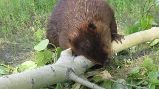 Beaver chews through thick tree limb in seconds