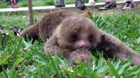Precious Baby Sloth Takes First Steps