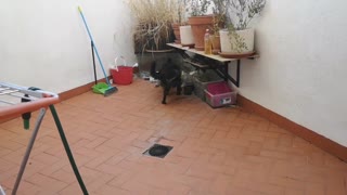 Dog does his business on command like a pro