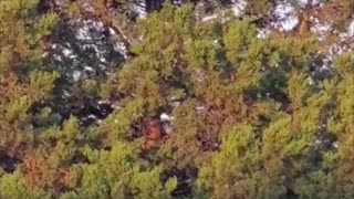Dog Somehow Climbs to Top of Tree