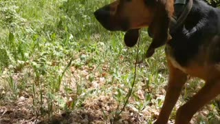 A new friend dog rescue part 3