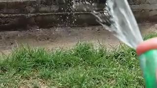 Husky plays with water hose