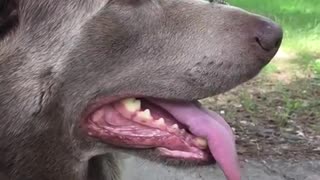 Gentle dog lets caterpillar crawl on nose