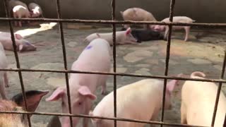 Pig farming project