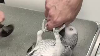 Concerned parrot gets himself tested for Covid-19