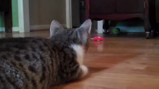 Three Kittens Playing