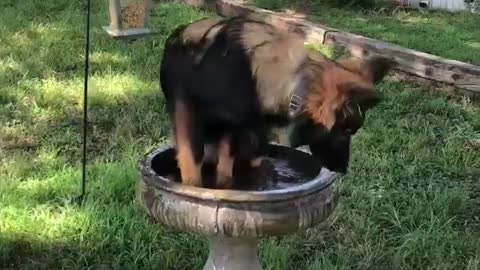 Overheated Dog Awkwardly Cools Off In Bird Bath