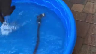 Charcoal Labrador Love His Pool