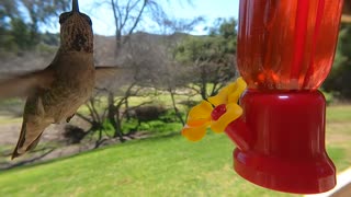 Hummingbird feeder with hummingbird