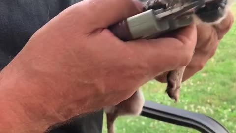 Chihuahua hates getting nails cut!!