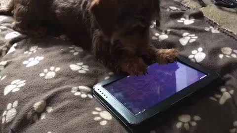 Dachshund intense plays game on tablet