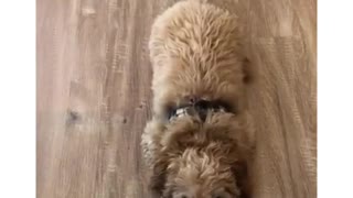 Goldendoodle Puppy Performs The Cutest Sits