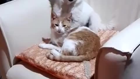 Puppy and cat playing together ! Cute video 😍