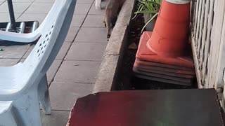 Pouncing Cat Gets Caught Being Clumsy