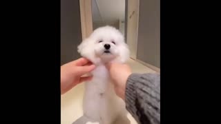cute white puppy baby dogge