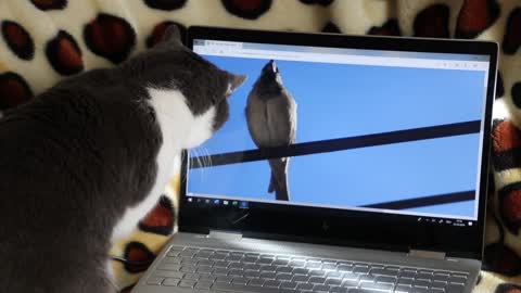 A cat in front of a laptop.