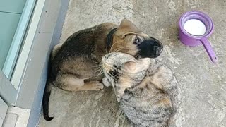 Friendly Kitty Gives Puppy Some Love