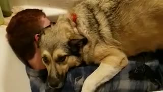Big doggy protects her owner during tornado warning