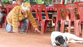 Tiger Head Fake Prank VS Dogs Funny Funny prank