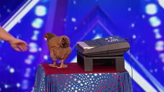 Amazing Chicken Playing Piano