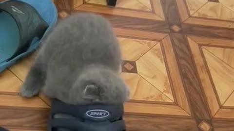 kitten hid in a slipper