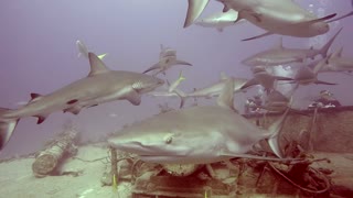Large gathering of sharks swim around wreck