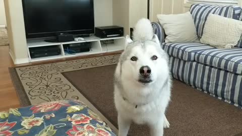 Husky ready for walk can't hold excitement any longer