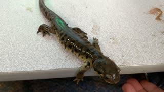 Cute Salamander Found on Playground