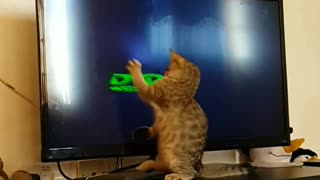 Playful kitten tries to catch moving logo on TV