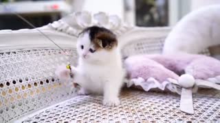 Baby Cat : Cute and Funny Cat video